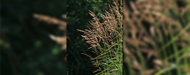 Bluejoint Grass - Calamagrostis spp.
